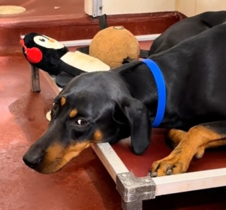 Illustration de l'article : Apr&egrave;s 2 abandons, ce chien est adopt&eacute; pour de bon par un homme ayant parcouru 1300 km pour le rencontrer (vid&eacute;o) 