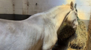 Illustration de l'article : &laquo; Un appel totalement inattendu &raquo;, vol&eacute; &agrave; cause de sa robe rare, un cheval est retrouv&eacute; 8 ans plus tard 