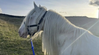 Illustration de l'article : &laquo; Un appel totalement inattendu &raquo;, vol&eacute; &agrave; cause de sa robe rare, un cheval est retrouv&eacute; 8 ans plus tard 