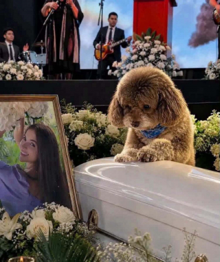 Illustration de l'article : « Ma sœur a donné sa vie pour lui », une femme se sacrifie pour sauver son vieux chien aveugle lors d'un séisme