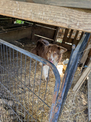 Illustration de l'article : « Ils étaient infestés de centaines de puces », 68 chiens abandonnés sont secourus dans une exploitation agricole en Isère