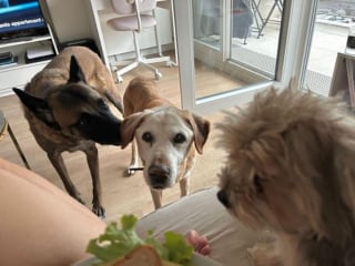 Illustration de l'article : Sortie de fourri&egrave;re et soign&eacute;e pour une tumeur, cette chienne Labrador de 14 ans attend une famille qui s'aura l'aimer
