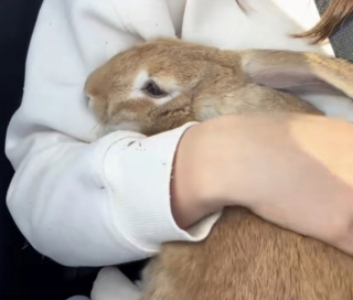 Illustration de l'article : Après avoir été abandonné au bord d’une route, ce lapin terrifié est désormais en sécurité en attendant sa famille (vidéo)