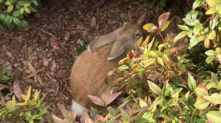 Illustration de l'article : Après avoir été abandonné au bord d’une route, ce lapin terrifié est désormais en sécurité en attendant sa famille (vidéo)