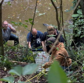 Illustration de l'article : Incapable de marcher après 7 heures dans l’eau, une chienne âgée est sauvée d’un ravin sur une civière