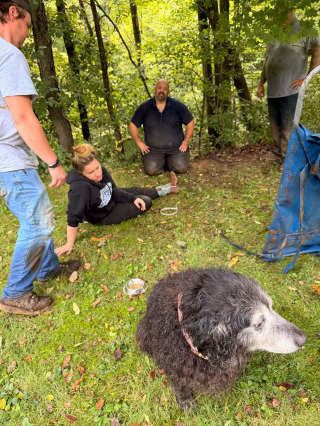 Illustration de l'article : Incapable de marcher après 7 heures dans l’eau, une chienne âgée est sauvée d’un ravin sur une civière