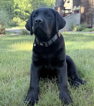 Illustration de l'article : Ce chiot Labrador découvre le potager de sa maîtresse et décide de le transformer en buffet à volonté (vidéo)
