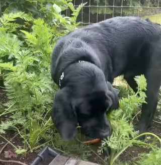 Illustration de l'article : Ce chiot Labrador découvre le potager de sa maîtresse et décide de le transformer en buffet à volonté (vidéo)