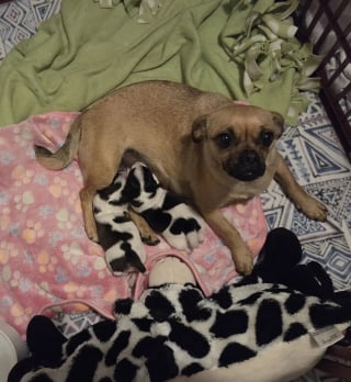 Illustration de l'article : « Elle a 2 petites vaches », une chienne croisée Carlin est sauvée de l'abandon avec ses chiots au pelage surprenant