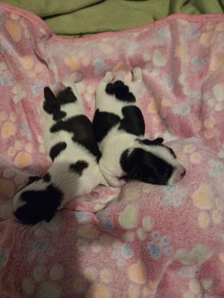 Illustration de l'article : « Elle a 2 petites vaches », une chienne croisée Carlin est sauvée de l'abandon avec ses chiots au pelage surprenant