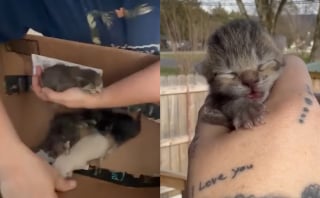 Illustration de l'article : Partie déposer ses ordures à la décharge, une bénévole y sauve de l'errance une chatte et ses chatons nouveau-nés
