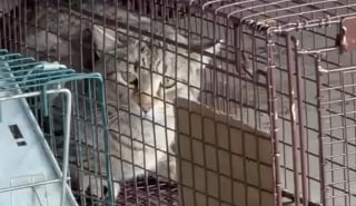 Illustration de l'article : Partie déposer ses ordures à la décharge, une bénévole y sauve de l'errance une chatte et ses chatons nouveau-nés