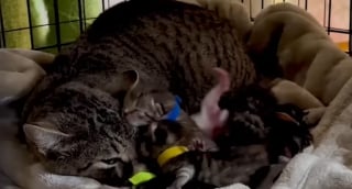 Illustration de l'article : Partie déposer ses ordures à la décharge, une bénévole y sauve de l'errance une chatte et ses chatons nouveau-nés