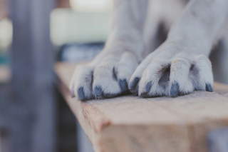 Illustration de l'article : Pourquoi votre chien se débat-il autant quand vous voulez lui couper les griffes ?