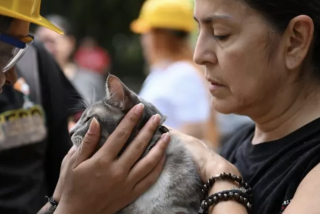 Illustration de l'article : &laquo; Un moment indescriptible &raquo;, une femme retrouve son chat sorti des d&eacute;combres de son immeuble le lendemain d'un s&eacute;isme (vid&eacute;o)