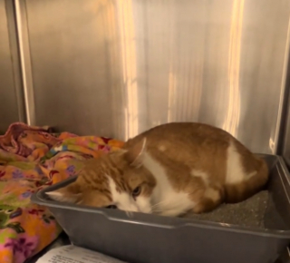 Illustration de l'article : Inconsolable depuis que sa famille l'a abandonn&eacute; en d&eacute;m&eacute;nageant, ce chat passe ses journ&eacute;es couch&eacute; sur sa liti&egrave;re au refuge (vid&eacute;o)