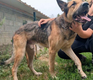 Illustration de l'article : Le saut d&eacute;sesp&eacute;r&eacute; d'un chien maigre depuis le 3e &eacute;tage d&eacute;clenche le sauvetage de 2 autres canid&eacute;s, de reptiles et d'oiseaux n&eacute;glig&eacute;s