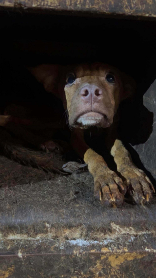 Illustration de l'article : « Ils n'étaient jamais sortis », une intervention banale mène au sauvetage de 86 chiens enfermés dans une maison insalubre