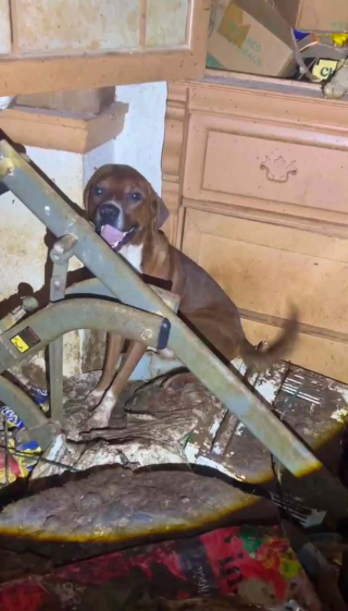 Illustration de l'article : « Ils n'étaient jamais sortis », une intervention banale mène au sauvetage de 86 chiens enfermés dans une maison insalubre