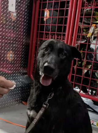 Illustration de l'article : « L’un des pompiers l’a recueilli chez lui », les secouristes pensaient sauver des canetons, mais aident un chien abandonné dans une poubelle