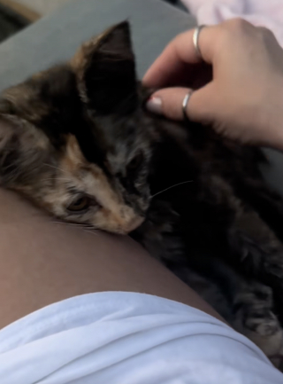 Illustration de l'article : En voyant une famille promener son chien, cette chatte errante d&eacute;cide de la suivre et trouve un foyer aimant (vid&eacute;o)