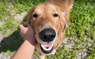 Illustration de l'article : D&eacute;couvert amaigri et mal en point pr&egrave;s d'une rivi&egrave;re, ce Golden Retriever survit &agrave; une maladie grave apr&egrave;s des mois de soins