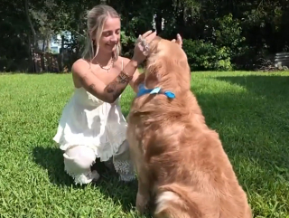 Illustration de l'article : D&eacute;couvert amaigri et mal en point pr&egrave;s d'une rivi&egrave;re, ce Golden Retriever survit &agrave; une maladie grave apr&egrave;s des mois de soins