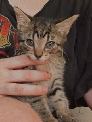 Illustration de l'article : Abandonn&eacute; sur le parking d&rsquo;un fast-food, ce chaton court apr&egrave;s une famille qui ne veut pas de lui, avant de rencontrer sa v&eacute;ritable sauveuse