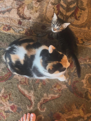 Illustration de l'article : Abandonn&eacute; sur le parking d&rsquo;un fast-food, ce chaton court apr&egrave;s une famille qui ne veut pas de lui, avant de rencontrer sa v&eacute;ritable sauveuse