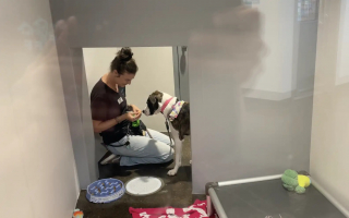 Illustration de l'article : S&eacute;par&eacute;e de sa ma&icirc;tresse plong&eacute;e dans le coma, cette chienne l&rsquo;attend au refuge pendant un an jusqu&rsquo;&agrave; leurs retrouvailles &eacute;mouvantes (vid&eacute;o)