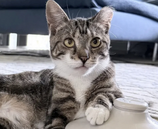 Illustration de l'article : Retrouvée parmi une colonie de chats errants, une chatte dévoile son intelligence à sa famille d’accueil en démarrant elle-même son nouveau jouet (vidéo)