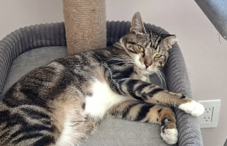 Illustration de l'article : Retrouvée parmi une colonie de chats errants, une chatte dévoile son intelligence à sa famille d’accueil en démarrant elle-même son nouveau jouet (vidéo)