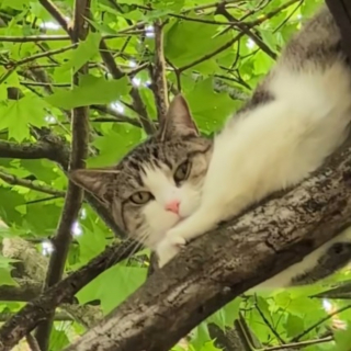 Illustration de l'article : Avec une simple friandise, un &eacute;lagueur convainc une chatte coinc&eacute;e dans un arbre depuis 4 jours de le laisser la secourir (vid&eacute;o)