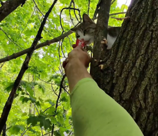 Illustration de l'article : Avec une simple friandise, un &eacute;lagueur convainc une chatte coinc&eacute;e dans un arbre depuis 4 jours de le laisser la secourir (vid&eacute;o)