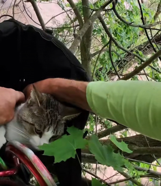 Illustration de l'article : Avec une simple friandise, un &eacute;lagueur convainc une chatte coinc&eacute;e dans un arbre depuis 4 jours de le laisser la secourir (vid&eacute;o)