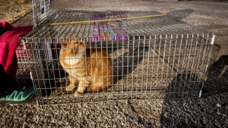 Illustration de l'article : Après 1 an, un chat retrouvé à plus de 160 km de chez lui est réuni avec sa maîtresse (vidéo)