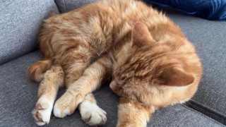 Illustration de l'article : Après 1 an, un chat retrouvé à plus de 160 km de chez lui est réuni avec sa maîtresse (vidéo)