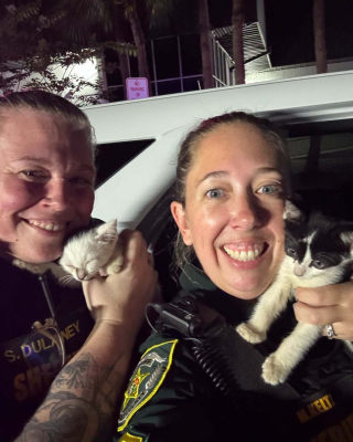 Illustration de l'article : Des policiers découvrent 5 chatons livrés à eux-mêmes sur la voie ferrée, les sauvent et décident de les adopter