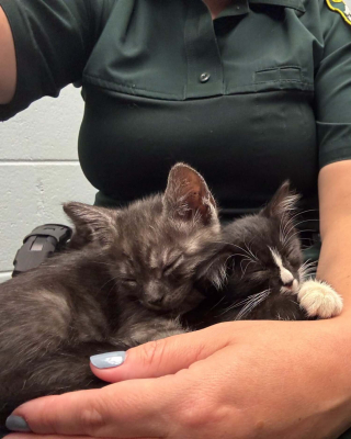 Illustration de l'article : Des policiers découvrent 5 chatons livrés à eux-mêmes sur la voie ferrée, les sauvent et décident de les adopter