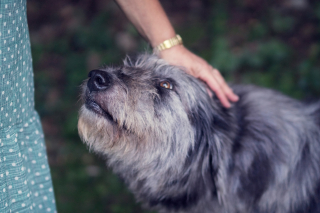 Illustration de l'article : Pourquoi votre chien s'immisce-t-il quand vous enlacez quelqu'un ?