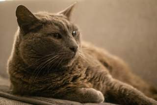 Illustration de l'article : Une grande partie des chats &acirc;g&eacute;s souffrent d&rsquo;arthrose sans montrer de signes &eacute;vidents d'apr&egrave;s une &eacute;tude 