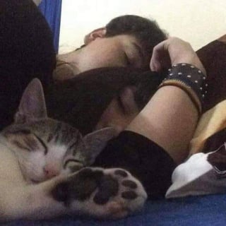 Illustration de l'article : 15 photos de chats si mignonnes qu’elles vous feront fondre le coeur