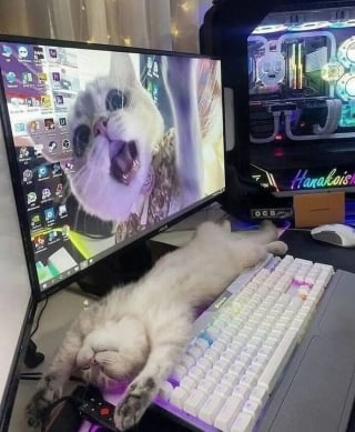 Illustration de l'article : 15 photos de chats si mignonnes qu’elles vous feront fondre le coeur