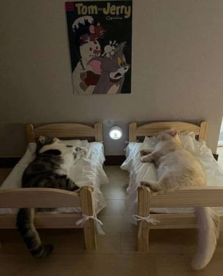Illustration de l'article : 15 photos de chats si mignonnes qu’elles vous feront fondre le coeur