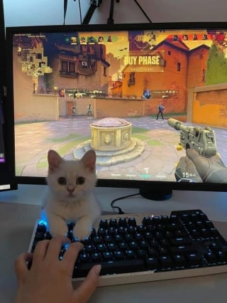 Illustration de l'article : 15 photos de chats si mignonnes qu’elles vous feront fondre le coeur