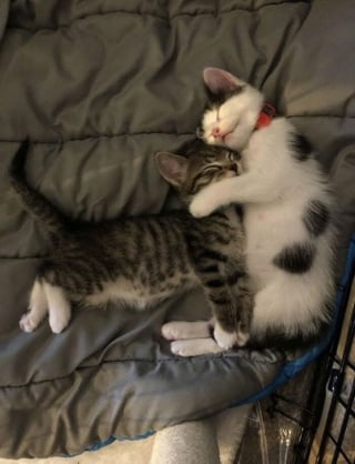 Illustration de l'article : 15 photos de chats si mignonnes qu’elles vous feront fondre le coeur