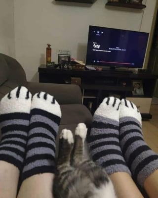 Illustration de l'article : 15 photos de chats si mignonnes qu’elles vous feront fondre le coeur