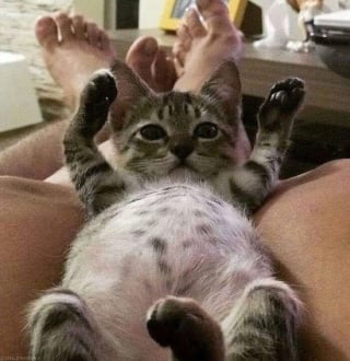Illustration de l'article : 15 photos de chats si mignonnes qu’elles vous feront fondre le coeur