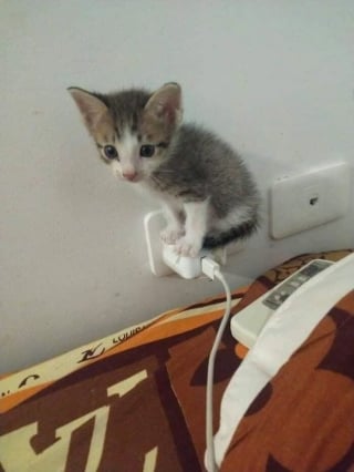 Illustration de l'article : 15 photos de chats si mignonnes qu’elles vous feront fondre le coeur