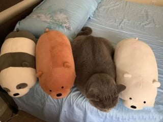 Illustration de l'article : 15 photos de chats si mignonnes qu’elles vous feront fondre le coeur